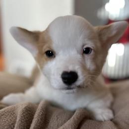 Pembroke Welsh Corgis from Sandy’s Pet Grooming and Boarding & AKC Corgis
