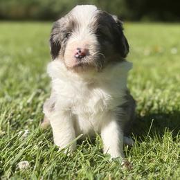 Boy 4 - Blue merle male Bordoodle puppy in Shelton, Washington from Prophecy Kennels
