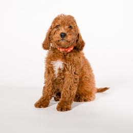 Jim - Red  male Goldendoodle puppy in Payson, Utah from Country Sky Doodles