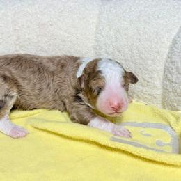 Boy 2 - male Australian Mountain Doodle puppy in Blue Springs, Missouri from Jeanie’s Doodles