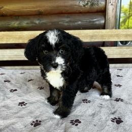 Bugle - Tri-color male Bernedoodle puppy in Banner Elk, North Carolina from Walnut Tree Bernedoodles