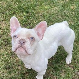 Flynn - French Bulldog