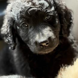 Cobbler - Black male Goldendoodle puppy in Beech Bluff, Tennessee from White Oak Kennel