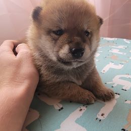 Shiba Inu Puppies from Anteiku Shiba Inu