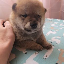 Shiba Inu Puppies from Anteiku Shiba Inu