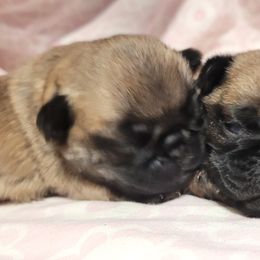 Girl 2 - Fawn female Pug puppy in Humble, Texas from Rick Barrera Pugs