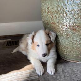 Girl 1 - Sable merle and white female Shetland Sheepdog puppy in Shirley, Arkansas from Lucky Pups