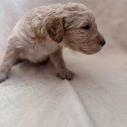 Bailey - Gold female Bordoodle puppy in Indianapolis, Indiana from Indiana Bordoodles