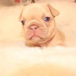French Bulldog Puppies from VP Kennels