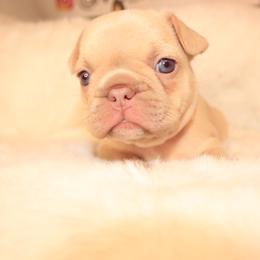 French Bulldog Puppies from VP Kennels