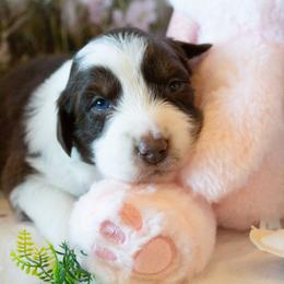 Puppy 3 - Red tri-color female Australian Shepherd puppy in Mayer, Arizona from Ms Priss Aussies