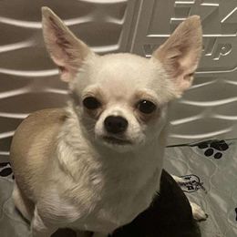 Willow - Chihuahua