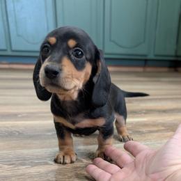Collard Greens - Black and tan female Dachshund puppy in Spring Hope, North Carolina from Hogan’s Lowrider Hounds