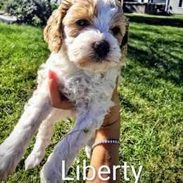 Liberty - Parti female Goldendoodle puppy in Red Oak, Iowa from Fisher Pups-Stay Golden with a Doodle