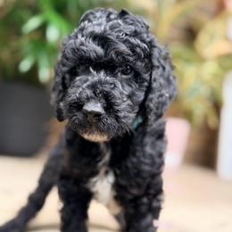 Benjamin - Phantom male Goldendoodle puppy in Macclenny, Florida from Baker County Goldendoodles