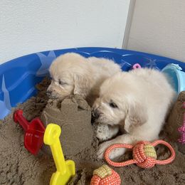 Puppy - Golden Retriever puppy in Linden, Michigan from High Society Farm