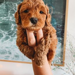 Aussiedoodle, Cockapoo, Miniature Australian Shepherd, and Poodle Puppies from Benson’s Red River Aussies