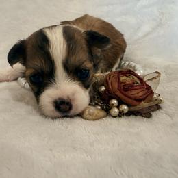 Chiquita - Sable spotted white female Chihuahua puppy in Seneca, Missouri from Stephanie’s Puppy Colony