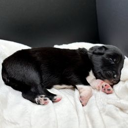 Floyd - Black & white male Australian Shepherd puppy in Raleigh, North Carolina from Southern Tribute Farms