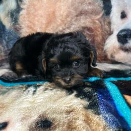 Tyler - Tri-color male Yorkipoo puppy in Clover, South Carolina from Cudi’s Buddies