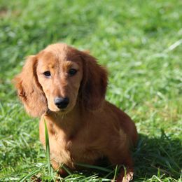 Dachshund Puppies from Mom's Dachshunds