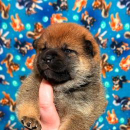 Kaguya - Red female Shiba Inu puppy in Marshall, Minnesota from Tobitatsu Shiba Inu