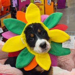 Amber Rose - Tri-color female Bernedoodle puppy in Henderson, Colorado from Huggable Bernedoodles of Colorado LLC