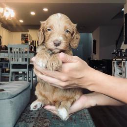 Green - male Golden Mountain Doodle puppy in Leander, Texas from Olive Grove Doodles