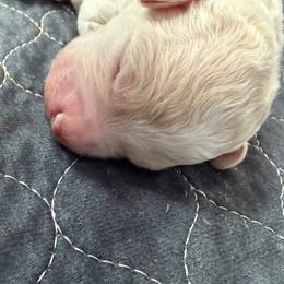Boy 3 - Off-white male Lagotto Romagnolo puppy in Sherman, Texas from Texas Lagottos