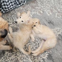 Goldendoodle Puppies from Grosenbacher Goldendoodles