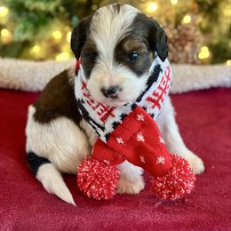 Girl 3 - Sable female Bernedoodle puppy in Royse City, Texas from Platinum Bernedoodles of Texas