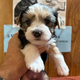 Boy 3 - Parti male Yorkshire Terrier puppy in Bear Creek, North Carolina from Yorkie Time