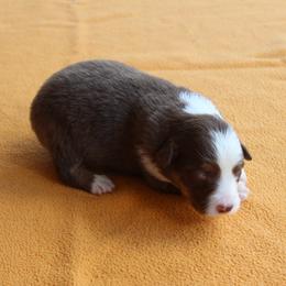 Sedona - Red tri-color female Australian Shepherd puppy in Kansas, Oklahoma from Windy G Farm