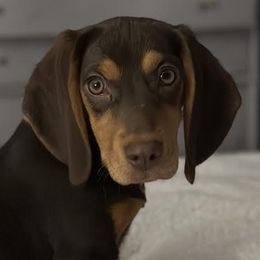Mia - Beagle