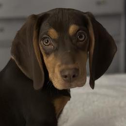 Mia - Beagle