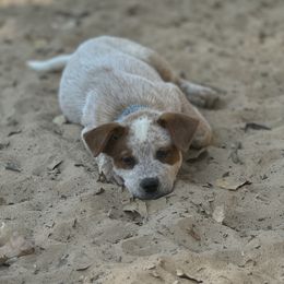Australian Cattle Dog Puppies from Red Horizon ACD Kennels