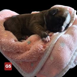 Girl 5 - female Boxer puppy in Leland, North Carolina from Ocean Breeze Boxers