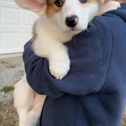 American Corgi and Pembroke Welsh Corgi Puppies from Beebe’s Corgis