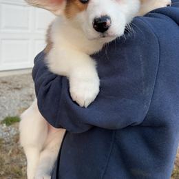 American Corgi and Pembroke Welsh Corgi Puppies from Beebe’s Corgis