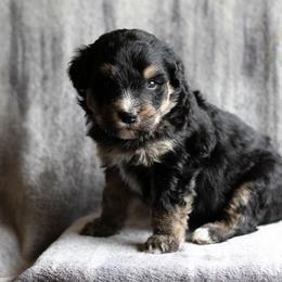 Da Vinci - Phantom male Bernedoodle puppy in Eureka, Illinois from Joley Aire Family Dogs