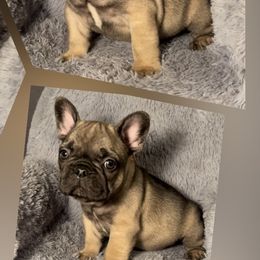 French Bulldogs from Stillhouse Frenchies