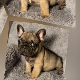 French Bulldogs from Stillhouse Frenchies