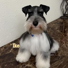 Ike - Parti male Miniature Schnauzer puppy in San Antonio, Texas from Texas Blessed Schnauzers