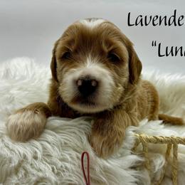 Luna - Red  female Goldendoodle puppy in Travelers Rest, South Carolina from Bailey Mountain Doodles