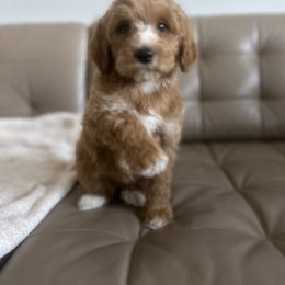 Goldendoodle and Poodle Puppies from Poodle lovers