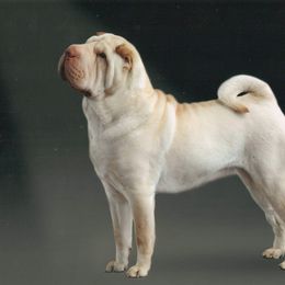 Chinese Shar-Pei Puppies from Willo Shar-Pei