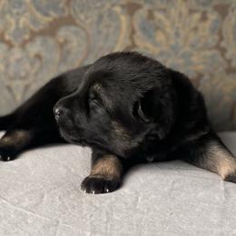 Grey collar boy - Black and red male German Shepherd puppy in Coleta, Illinois from Four Leaf Farm- Vom Vierblättriges Bauernhof