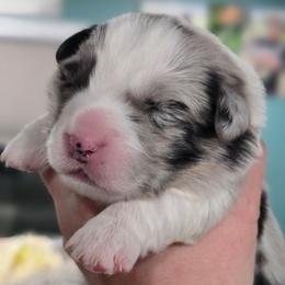 Savage Feyre of Eire - Blue merle and white female Cardigan Welsh Corgi puppy in Plymouth, Iowa from Savages Low riders