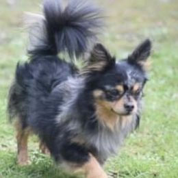 Lyric - Chihuahua