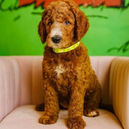 Diego - Apricot male Goldendoodle puppy in Lancaster, California from Kid's Best Doodle